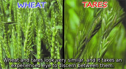 wheat-tares